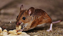 24 Hour & Emergency Exterminators in Kincheloe, MI
